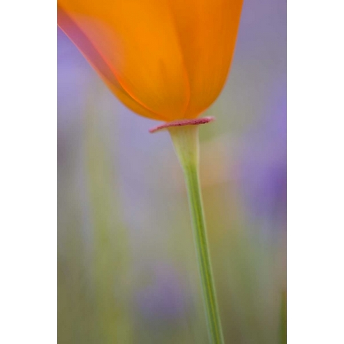 California, Antelope Valley, Poppy flower